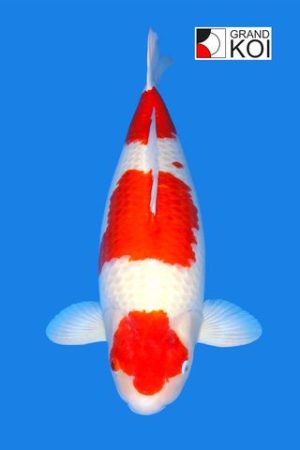 Kohaku