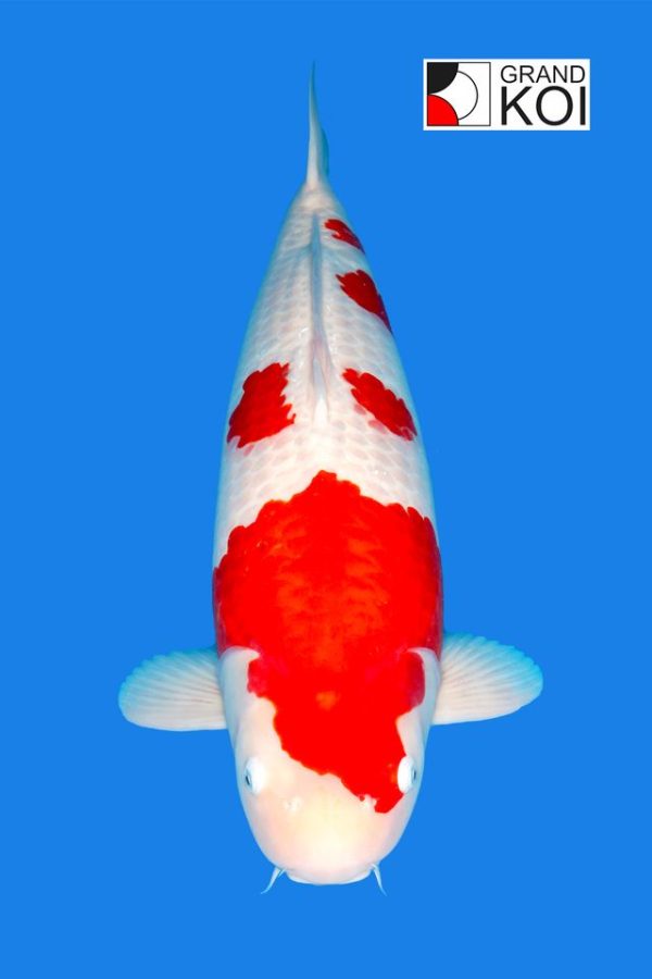 Kohaku- SOLD