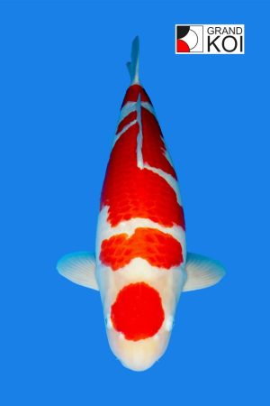 Kohaku