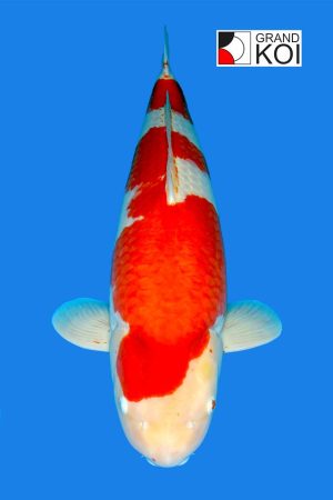 Kohaku- SOLD