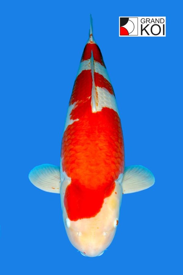 Kohaku - Grand Koi, LLC Kohaku - Grand Koi, LLC