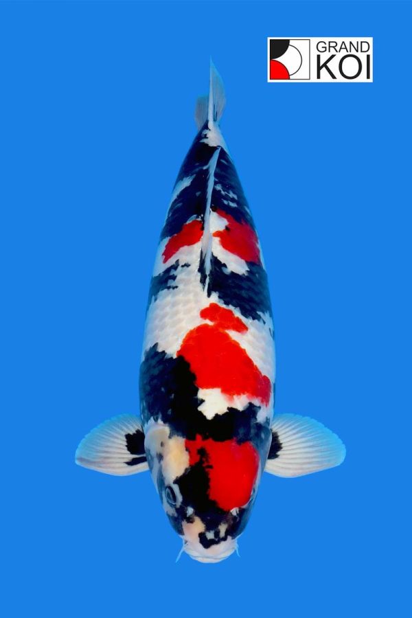 Showa- SOLD