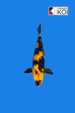 Ki Utsuri - Grand Koi, LLC