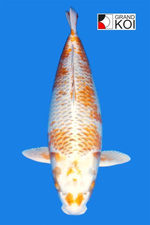 Jumbo Kogane Ochiba