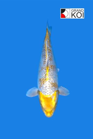 Hariwake