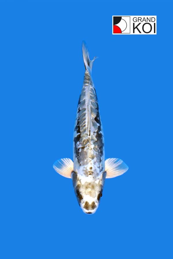 Kawarimono - Grand Koi, LLC