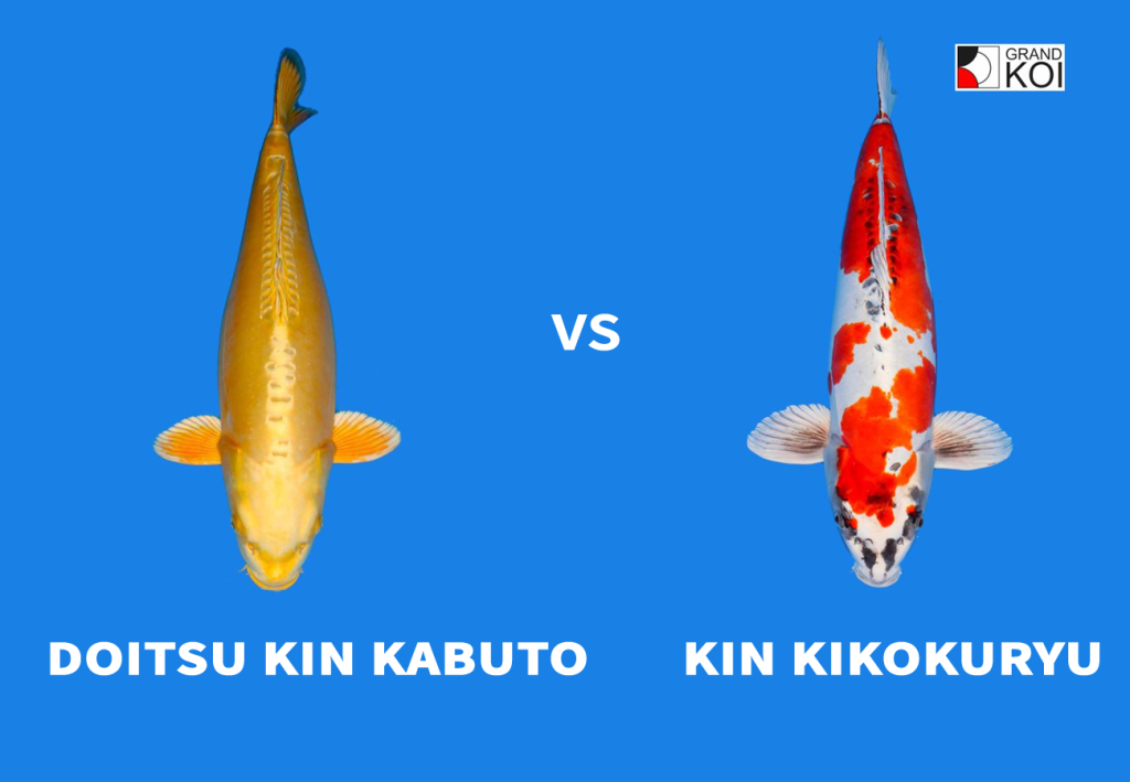 Doitsu Kin Kabuto vs Kin Kikokuryu