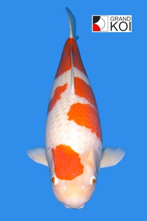 Kohaku