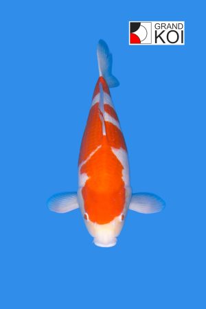 Kohaku