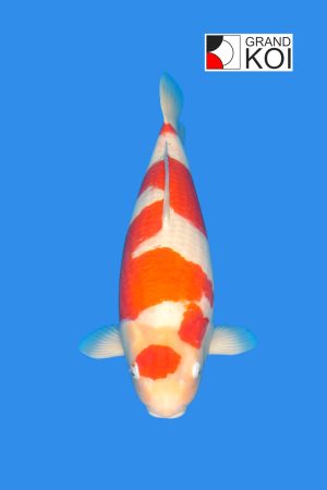 Kohaku