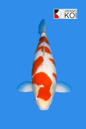 Kohaku