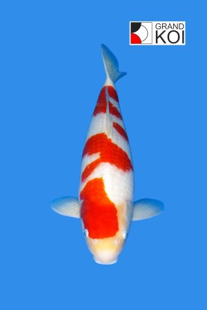 Kohaku
