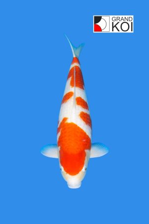 Kohaku